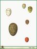 Bird Eggs