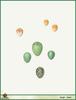 Bird Eggs