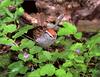 Chipping Sparrow (Spizella passerina)