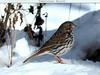 Fox Sparrow (Passerella iliaca)