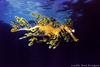 Leafy Sea Dragon (Phycodurus eques)