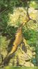 Weedy Sea Dragon (Phyllopteryx taeniolatus)