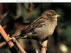 House Sparrow (Passer domesticus)