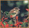 House Sparrow (Passer domesticus)