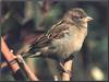 House Sparrow (Passer domesticus)