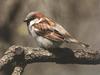 House Sparrow (Passer domesticus)