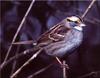 Lark Sparrow (Chondestes grammacus)