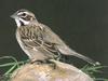 Lark Sparrow (Chondestes grammacus)