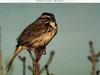 Song Sparrow (Melospiza melodia)