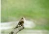 Song Sparrow (Melospiza melodia)