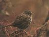 Song Sparrow (Melospiza melodia)