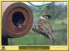 Tree Sparrow (Passer montanus)