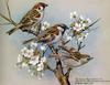 Tree Sparrow (Passer montanus)