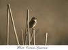 White-crowned Sparrow (Zonotrichia leucophrys)