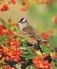 White-crowned Sparrow (Zonotrichia leucophrys)