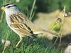 White-crowned Sparrow (Zonotrichia leucophrys)