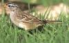 White-crowned Sparrow (Zonotrichia leucophrys)