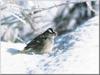 White-crowned Sparrow (Zonotrichia leucophrys)