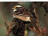 White-throated Sparrow (Zonotrichia leucophrys)