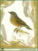 Alpine Accentor (Prunella collaris)