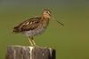 Common Snipe (Gallinago gallinago)