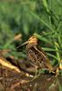 Common Snipe (Gallinago gallinago)