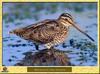 Common Snipe (Gallinago gallinago)