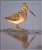 Common Snipe (Gallinago gallinago)