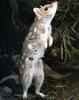 Quoll (Dasyurus sp.)