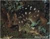 Eastern Quoll (Dasyurus viverrinus)