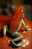 Poison Dart Frog (Dendrobatidae)