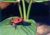 Poison Dart Frog (Dendrobatidae)