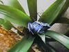 Blue Poison Dart Frog (Dendrobates azureus)