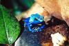 Blue Poison Dart Frog (Dendrobates azureus)