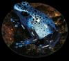 Blue Poison Dart Frog (Dendrobates azureus)