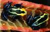 Dyeing Poison Dart Frog (Dendrobates tinctorius)