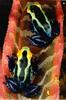 Dyeing Poison Dart Frog (Dendrobates tinctorius)