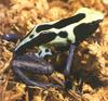 Dyeing Poison Dart Frog (Dendrobates tinctorius)