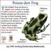 Green-and-black Poison Dart Frog (Dendrobates auratus)