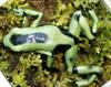 Green-and-black Poison Dart Frog (Dendrobates auratus)
