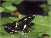 Green-and-black Poison Dart Frog (Dendrobates auratus)