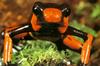 Lehmann's Poison Dart Frog (Dendrobates lehmanni)