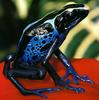 (Powder-blue) Dyeing Poison Dart Frog (Dendrobates tinctorius)