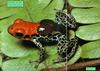 Red-backed Poison Dart Frog (Dendrobates reticulatus)