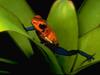 Strawberry Poison Dart Frog (Dendrobates pumilio)