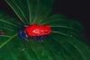 Strawberry Poison Dart Frog (Dendrobates pumilio)