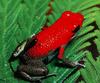 Strawberry Poison Dart Frog (Dendrobates pumilio)