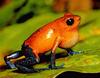 Strawberry Poison Dart Frog (Dendrobates pumilio)