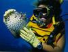 Spiny Puffer (Diodon holocanthus)