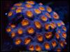 [National Geographic] Knob Coral (혹산호)